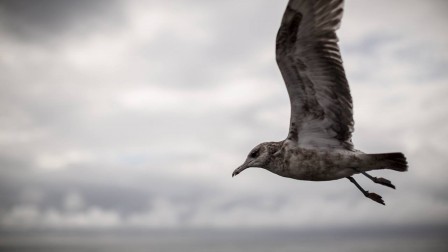 Natalie Obermaier l'oiseau.jpg