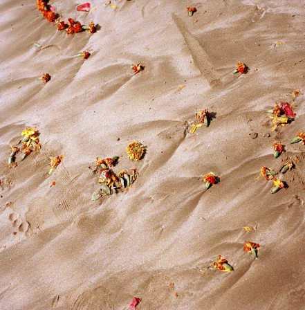 Niccolò Fano des fleurs dans le sable.jpg