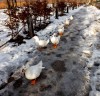Ornella_Locatelli_oie_neige.jpg