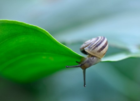 Palma_Pisano_le_dessous_des_choses_escargot.jpg