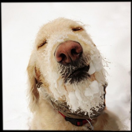 Patricia_Truchsess_von_Wetzhausen_chien_pose_sage_neige_glace_hiver_ski.jpg