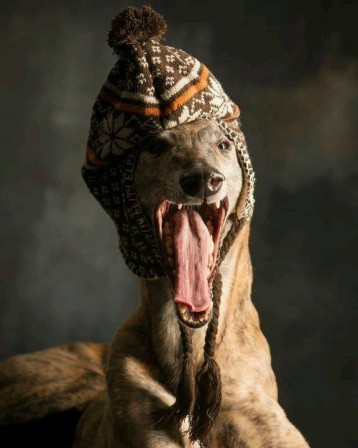 Paul_Croes_chien_fou_hiver_bonnet.jpg