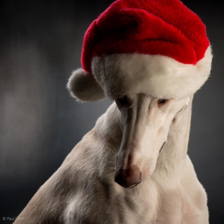 Paul_Croes_chien_noel_triste.jpg