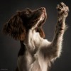 Paul_Croes_chien_theatre_bonjour.jpg
