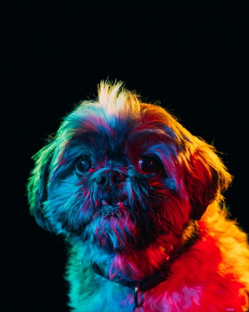 Paul Octavious chien psychedelique.jpg