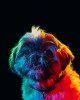 Paul Octavious chien psychedelique.jpg