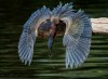 Peggy_Coleman_Heron_gris_oiseau_bienvenue_bon_appetit.jpg