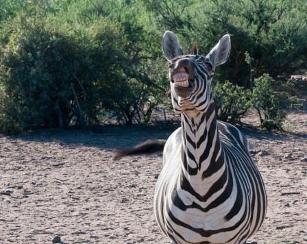 Peggy_Coleman_le_sourire_grincant_du_zebre.jpg