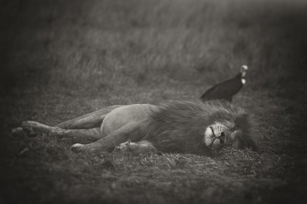 Pekka Järventaus le lion est mort.jpg