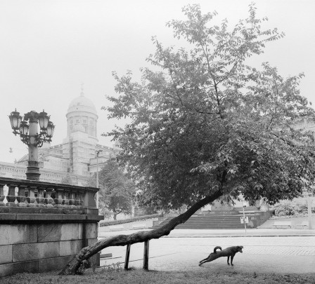 Pentti_Sammallahti_chien_arbre_s__etirer_bonjour_2.jpg