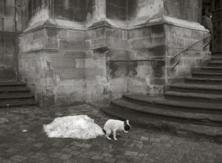 Pentti_Sammallahti_chien_neige_besoin.jpg