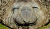 Pete_Seaward_elephant_de_mer.jpg