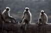 Pete_Seaward_les_trois_singes.jpg