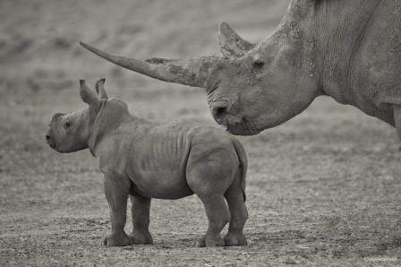 Pete Seaward rhinocéros être parent c'est fixer un cap.jpg