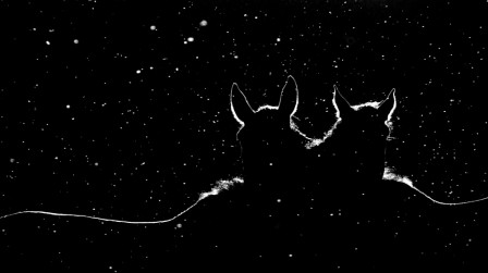 Petri_Volanen_chevaux_nuit.jpg