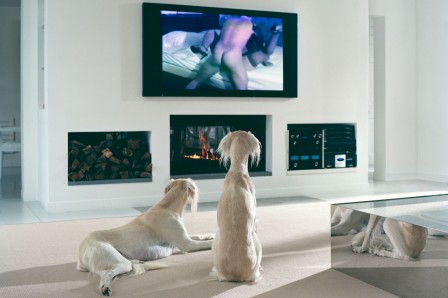 Philip_Lorca_diCorcia_chien_sexe_television.jpg