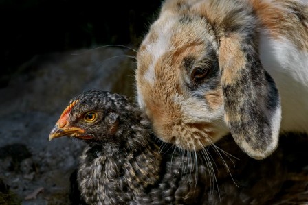 Piet Flour Senior lapin et poule.jpg