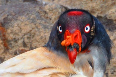 Pilar_Martin_oiseau_patrouille_de_France.jpg