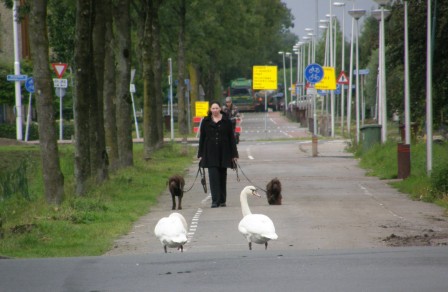 Po Kwan Yan cygne libre chien.jpg