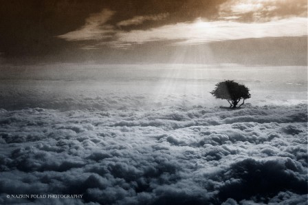 Polad Nazri les arbres dans le ciel.jpg