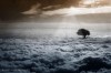 Polad Nazri les arbres dans le ciel.jpg