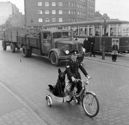 Police_dog_on_patrol_Hamburg_1955_chien_policier.png