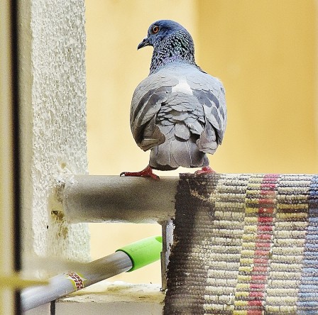 Pradeep_Dharmapalan_pigeon.jpg