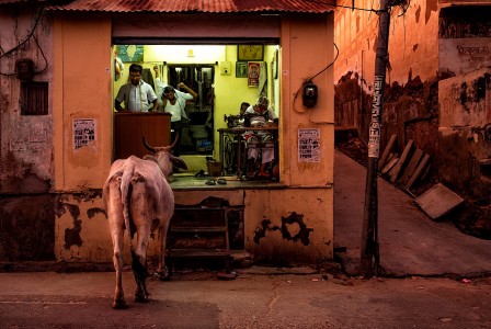 Prateek Dubey vache lèche vitrine.jpg