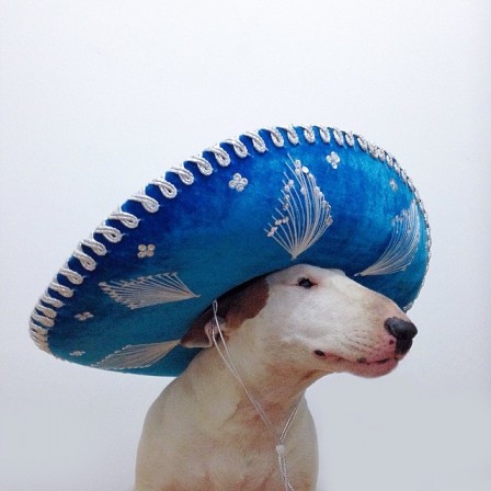 Rafaelmantesso_chien_sombrero_soleil.jpg