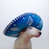 Rafaelmantesso_chien_sombrero_soleil.jpg