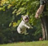 Renata_Floyd_bebe_chien.jpg