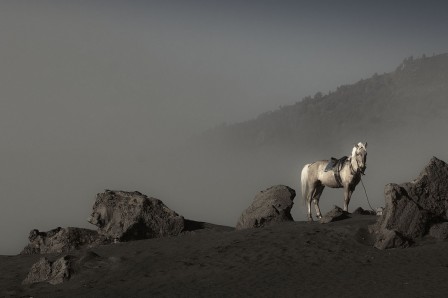 Reza_Ravasia_cheval_seul.jpg