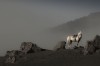 Reza_Ravasia_cheval_seul.jpg