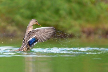 Riccardo_Trevisani_le_lac_des_canards.jpg