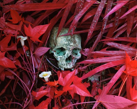 Richard_Mosse_tete_de_mort_massacre.jpg