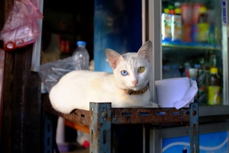 Rinchai_Chaivaraporn_chat_yeux_vairons_heterochromie_bleu_vert_Tyrion_Lannister.jpg