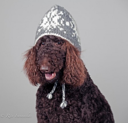 Rita_Ivanauskas_chien_bonnet_ski.jpg