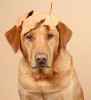 Rita_Ivanauskas_chien_feuille.jpg