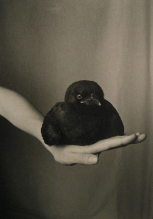Robert Langham Fledgling American Crow on Hand corbeau.jpg
