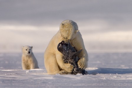 Roie_Galitz_l_etreinte_de_l_ours.jpg