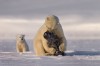 Roie_Galitz_l_etreinte_de_l_ours.jpg