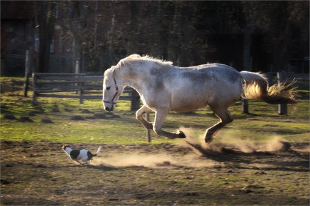 Roman_Lipi_ski_chien.jpg