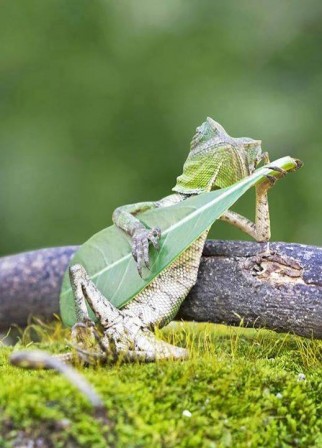 Roni_Hendrawan_cameleon_interlude_bonjour.jpg