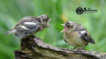 Saltzmann_Daniel_bienvenue_oiseaux.jpg