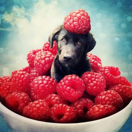 Sarolta_Ban_chien_framboise_bon_appetit.jpg