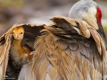 Scott_Helfrich_oiseaux_fete_des_meres.jpg