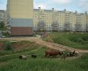 Sergey_Novikov_vache_cite.jpg