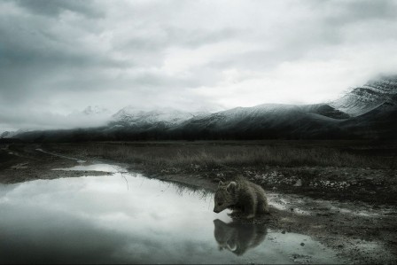 Sherry Akrami l'ours.jpg