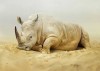 Simen_Johan_rhinoceros_bouder.jpg