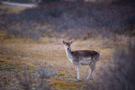 Simona_Forte_C_Moon_biche_bambi.jpg